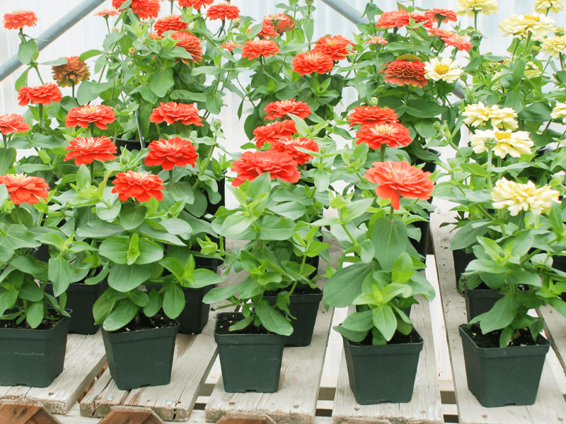 Starting Zinnias Too Early Indoors Creates Weak Leggy Plants