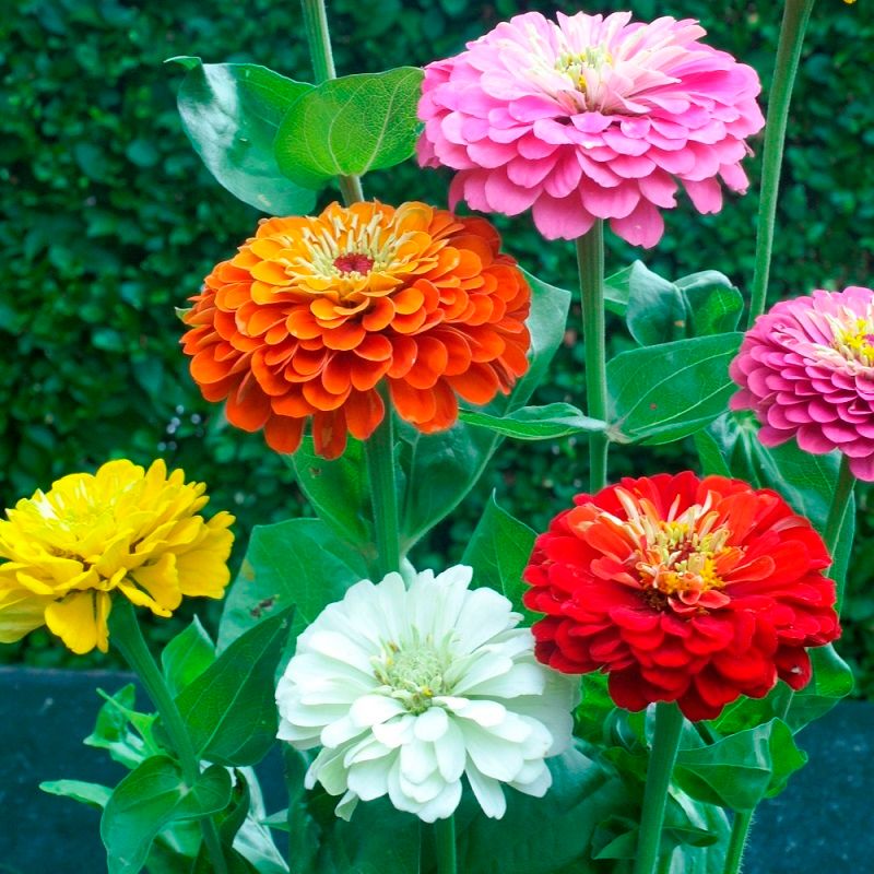 State Fair Zinnias Make Big Blooms Worth The Space State Fair Zinnias Make Big Blooms Worth The Space