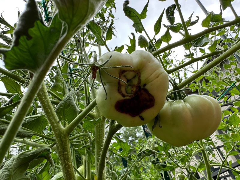 Steady Soil Moisture Helps Prevent Blossom-End Rot