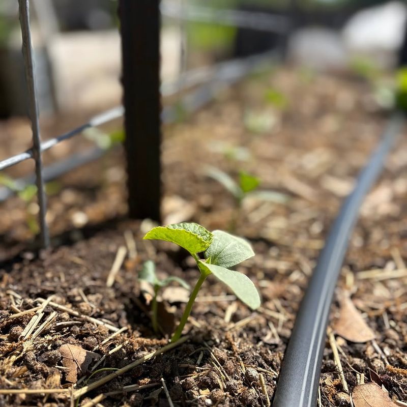 Steady Water Keeps Bitter Cucumbers Away Steady Water Keeps Bitter Cucumbers Away