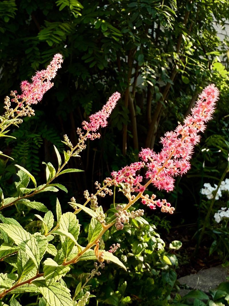 Steeplebush 