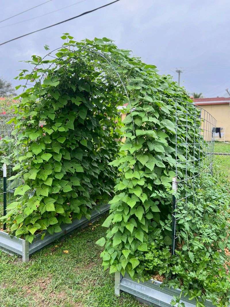 Steer Clear Of Heavy Feeding Pole Beans Steer Clear Of Heavy Feeding Pole Beans