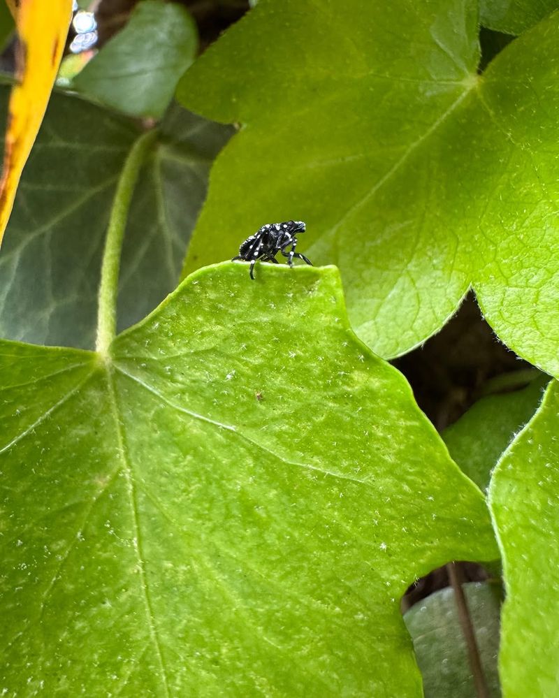 Sticky Leaves And Sooty Mold Are Clues