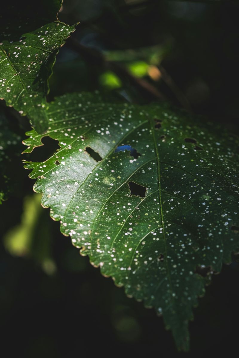 Stippled Or Speckled Leaf Surface