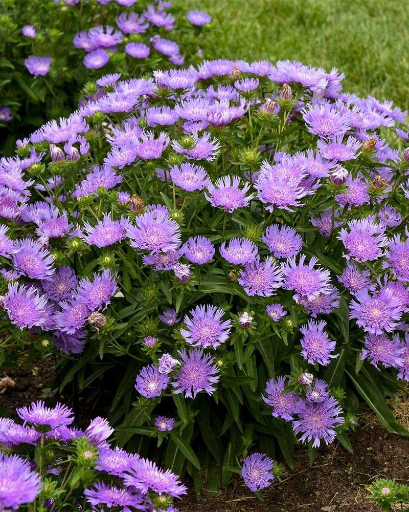 Stokes Aster Gives North Carolina Gardens Bigger Summer Blooms