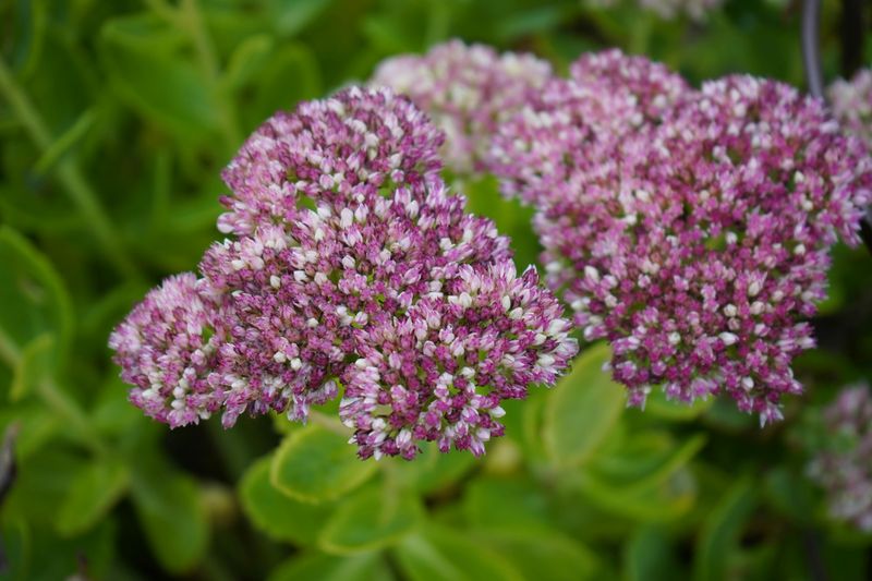 Stonecrop Grows Where Even Rocks Would Struggle