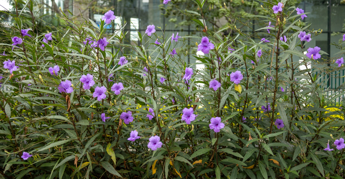 mexican petunia
