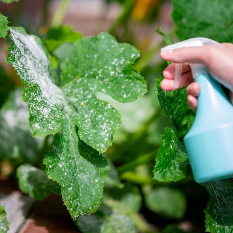 Do Not Spray Milk Or Sugary Drinks