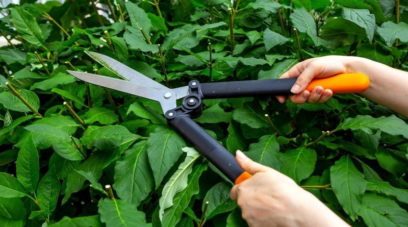 Stop Cutting Off Next Spring's Flower Buds Stop Cutting Off Next Spring's Flower Buds