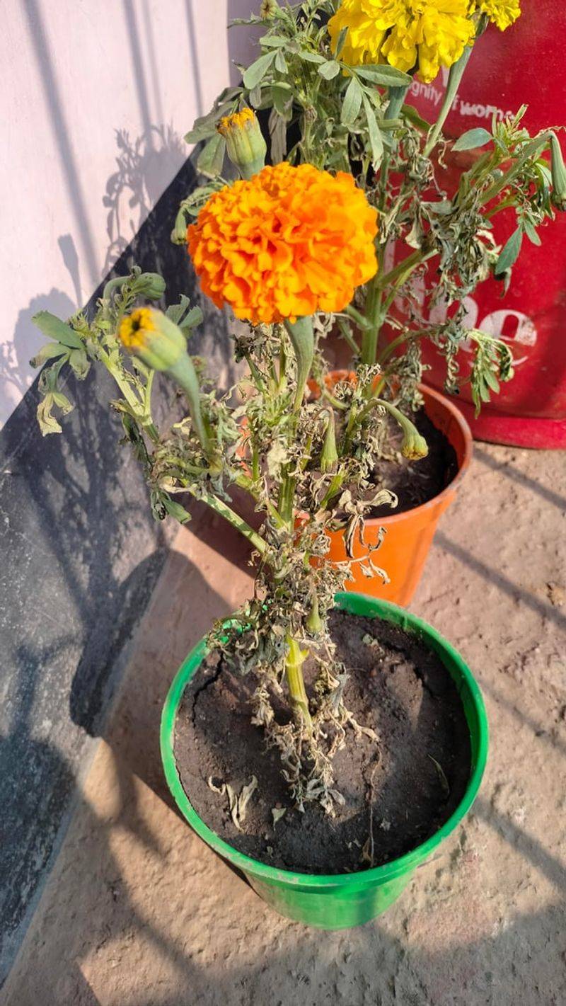 Stop Drowning Marigolds In Ohio's Heavy Soil