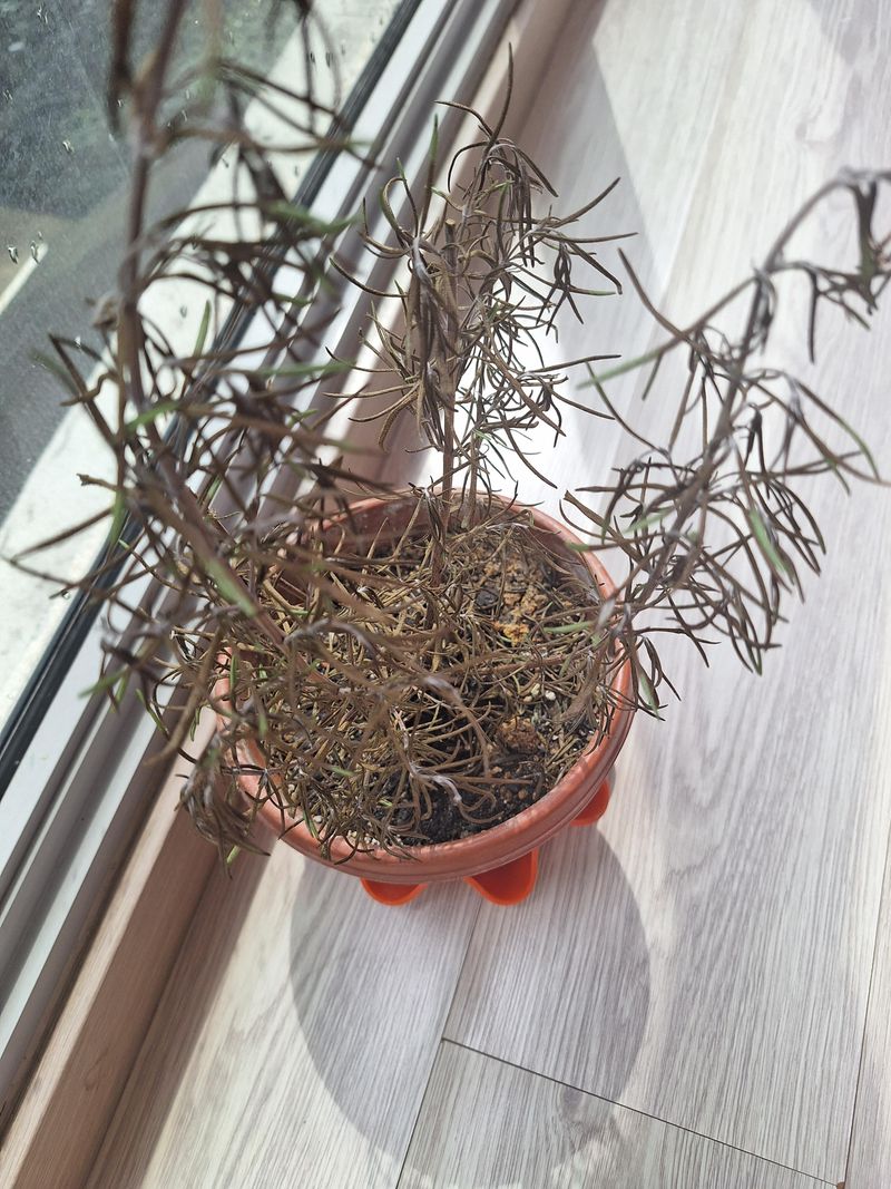 Stop Drowning Rosemary When It Looks Tired