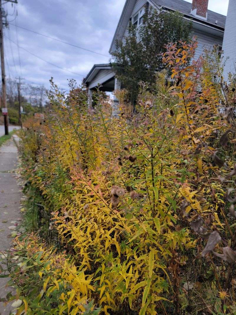 Stop Extra Watering As Wildflowers Begin Fading