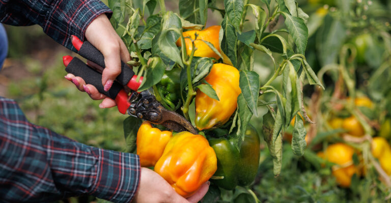 Stop Making These 8 Pepper Pruning Mistakes In Ohio Gardens