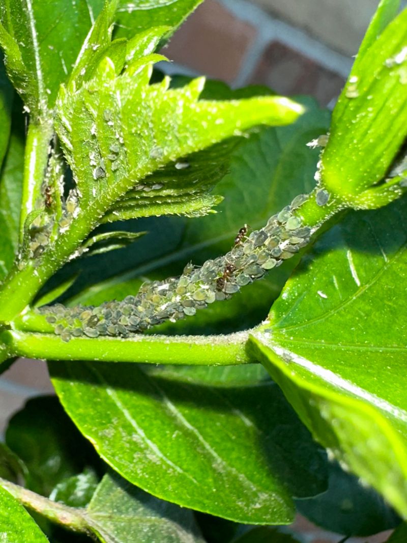 Stop Pests Before Buds Drop