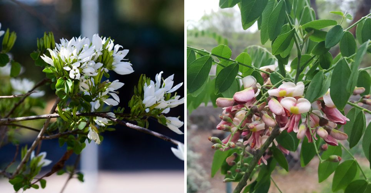 Anacacho Orchid Tree and Eve's Necklace