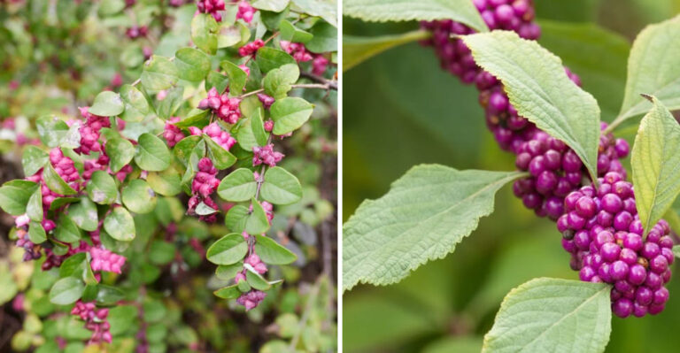 coralberry and american beautyberry