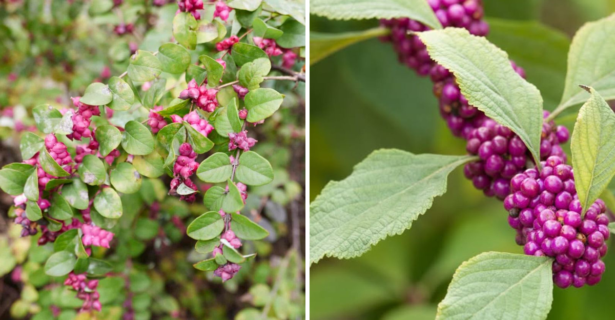 coralberry and american beautyberry