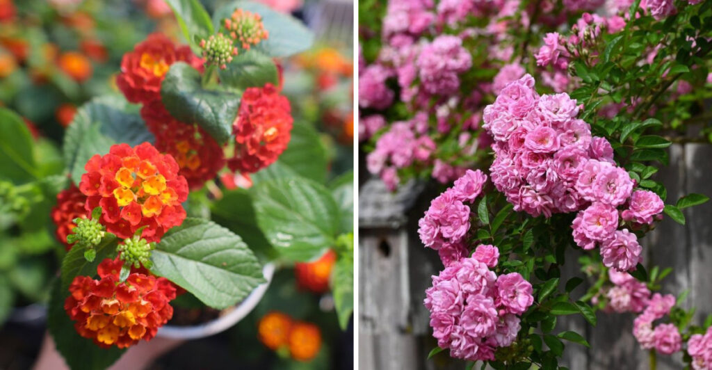 Stop Planting Knock Out Roses In Texas (These Alternatives Bloom Longer)