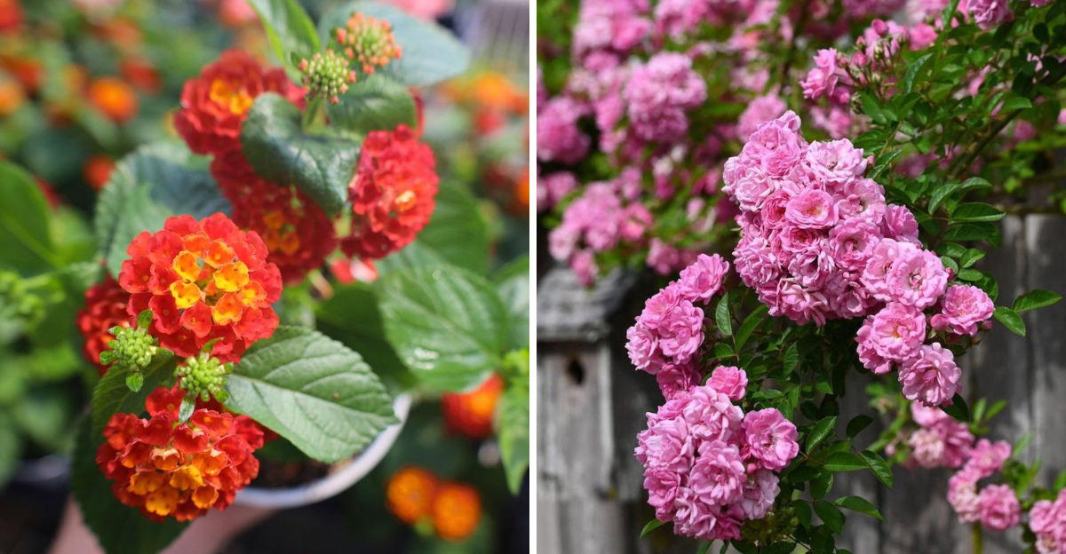 Lantana and Peggy Martin Rose