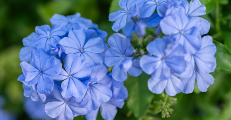 plumbago