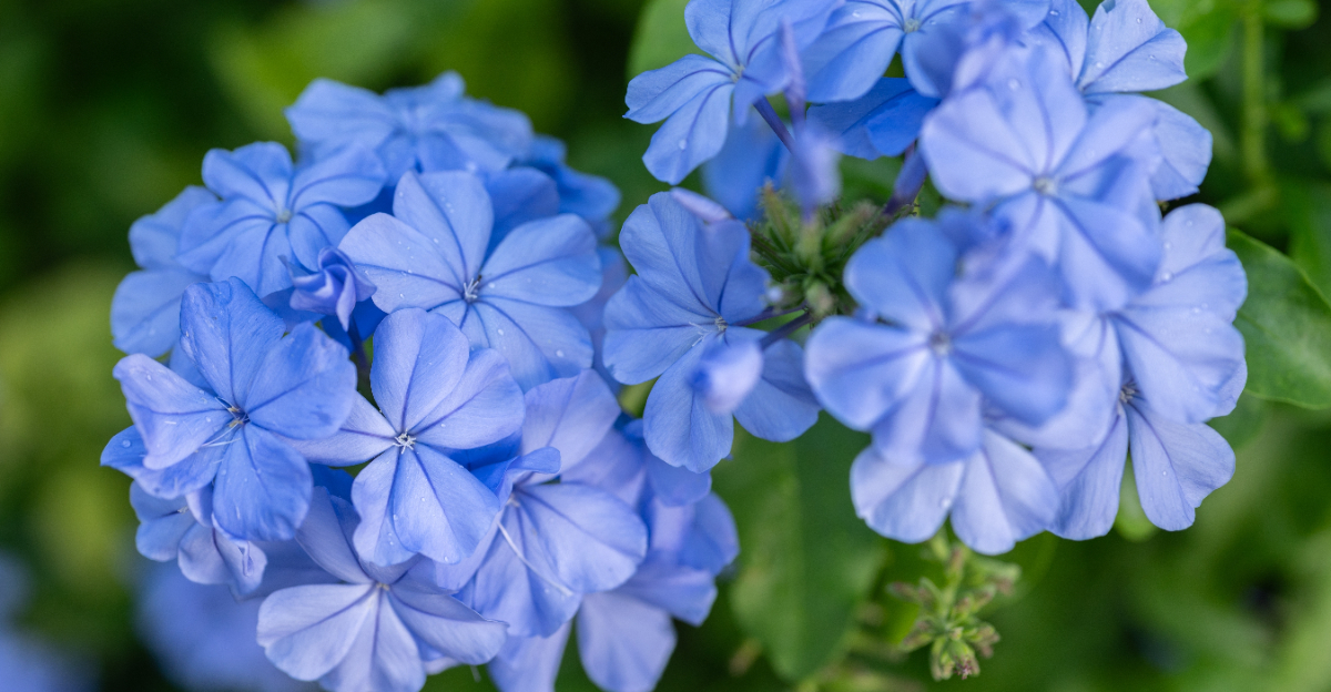 plumbago