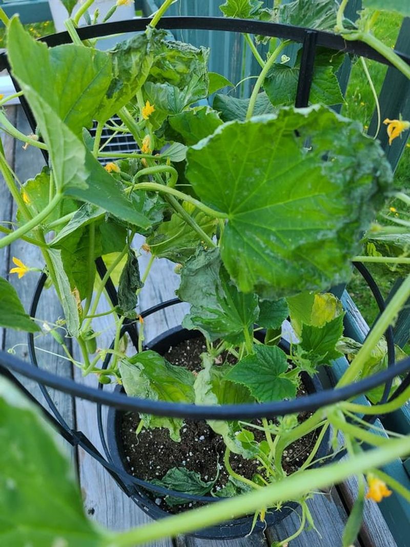 Stop Planting Under Heavy Shade Stop Planting Under Heavy Shade