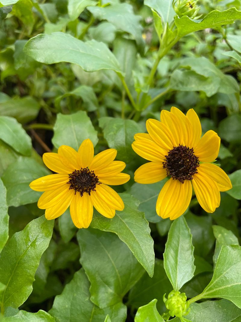 Stop Snipping Beach Sunflower If You Want It To Spread