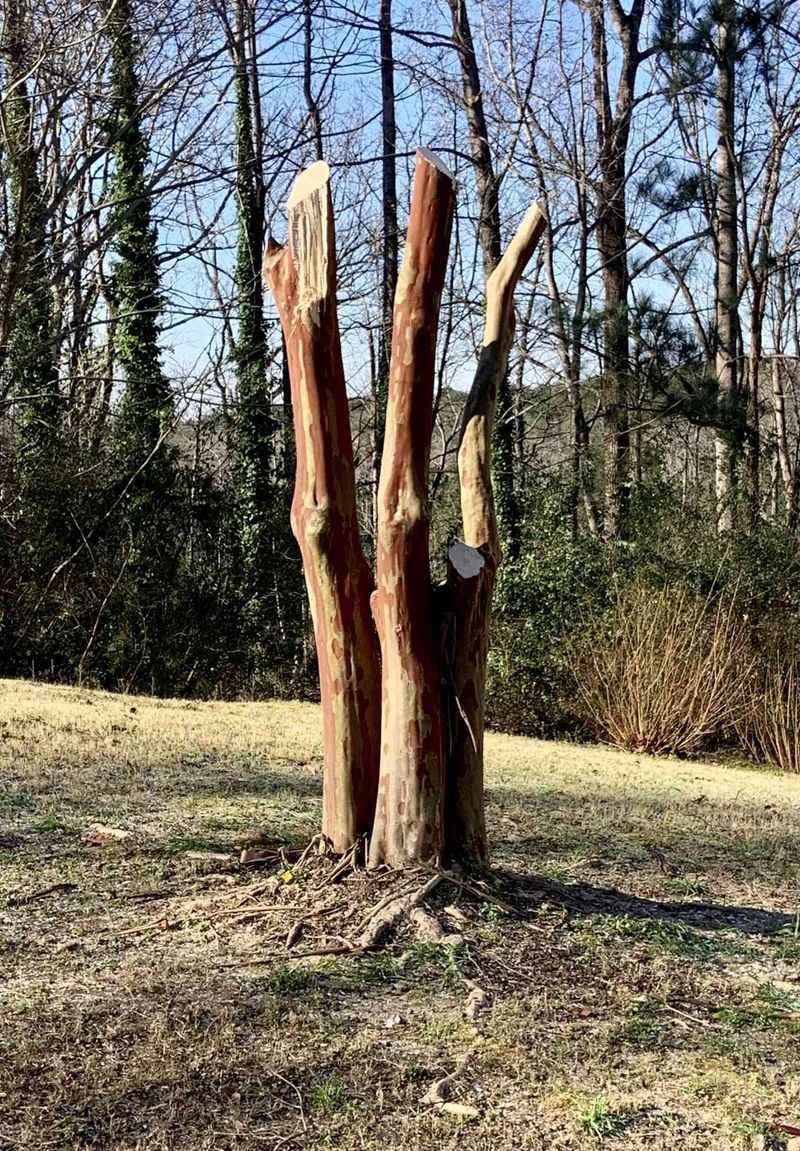 Stop Topping Your Crape Myrtle Every Winter