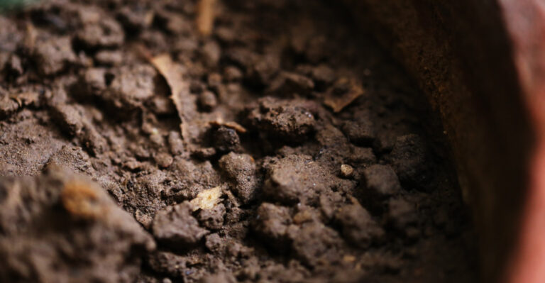 Stop Tossing Old Potting Soil In Virginia And Try These 8 Smart Alternatives