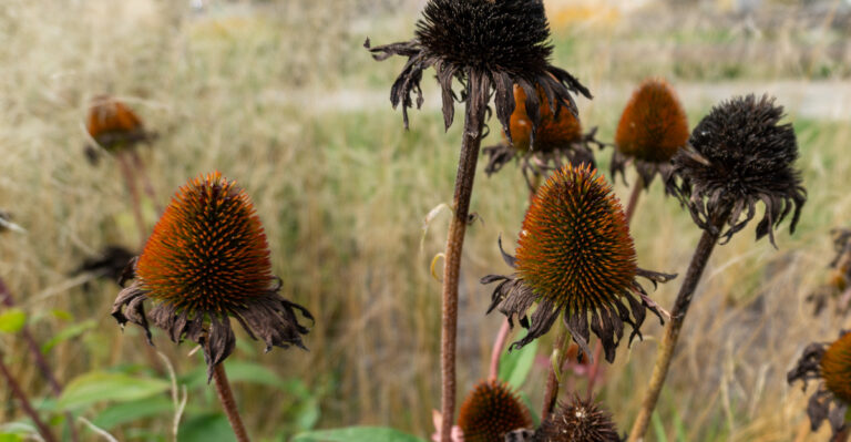 purple coneflowers seed head
