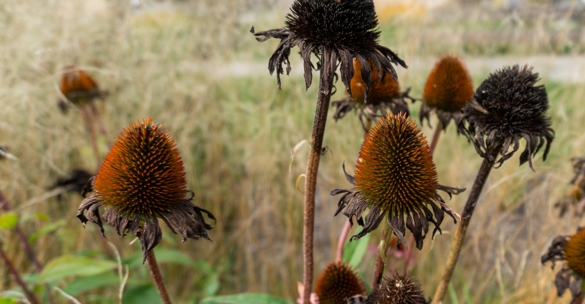 purple coneflowers seed head