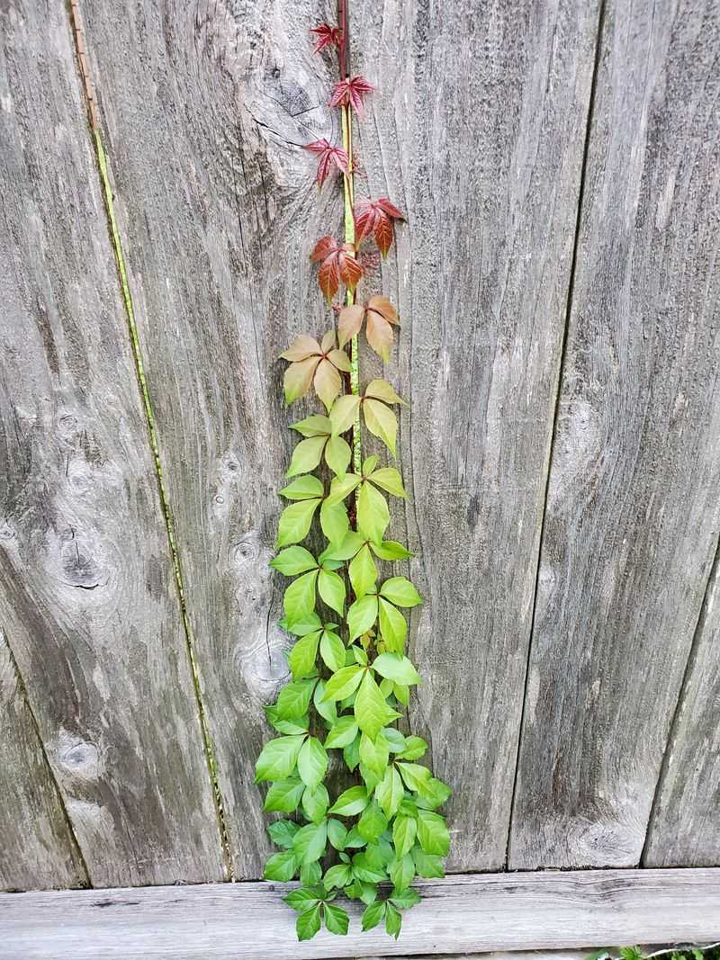Stop Vines Before They Climb The Fence