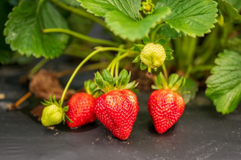 Strawberries