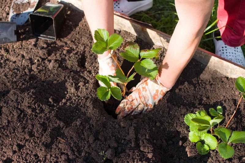 Strawberries Appreciate Light Compost Around Productive Beds Strawberries Appreciate Light Compost Around Productive Beds