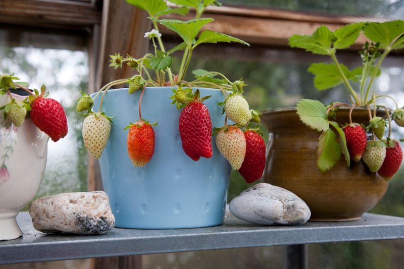Strawberries Dry Out Rapidly In Warm Containers