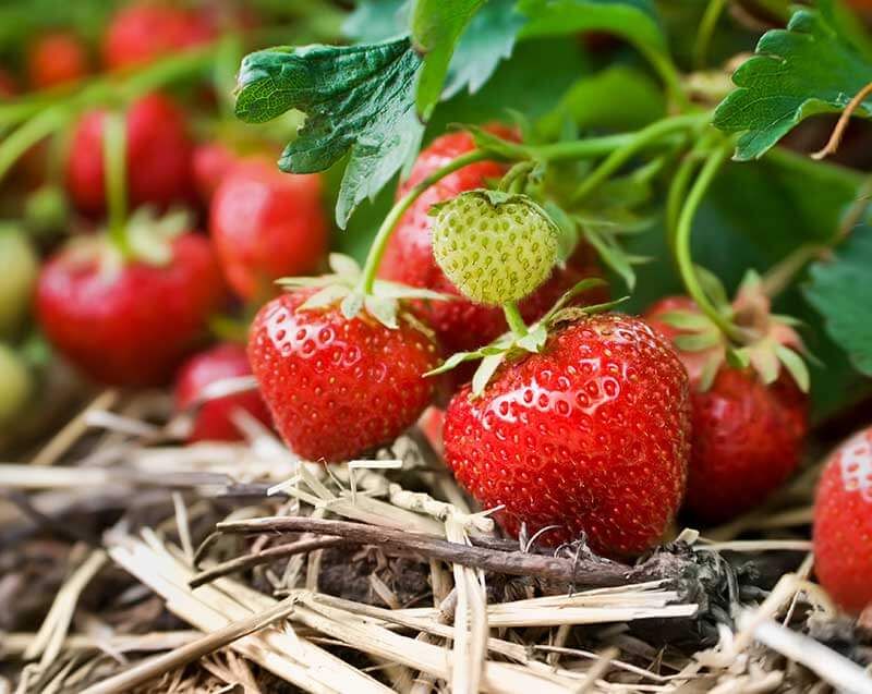 Strawberries During Active Fruiting