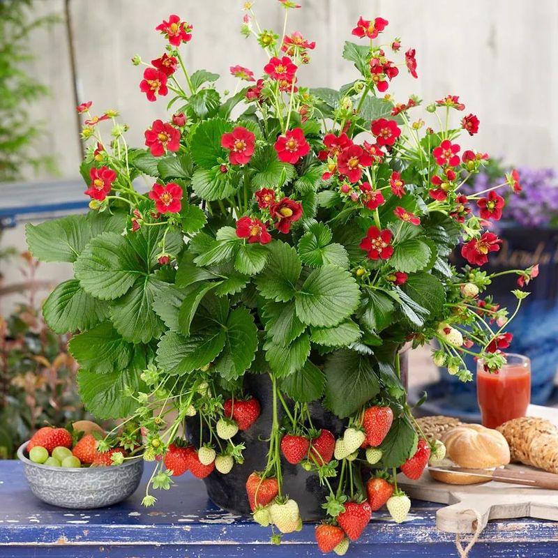 Strawberries (Fragaria x ananassa)