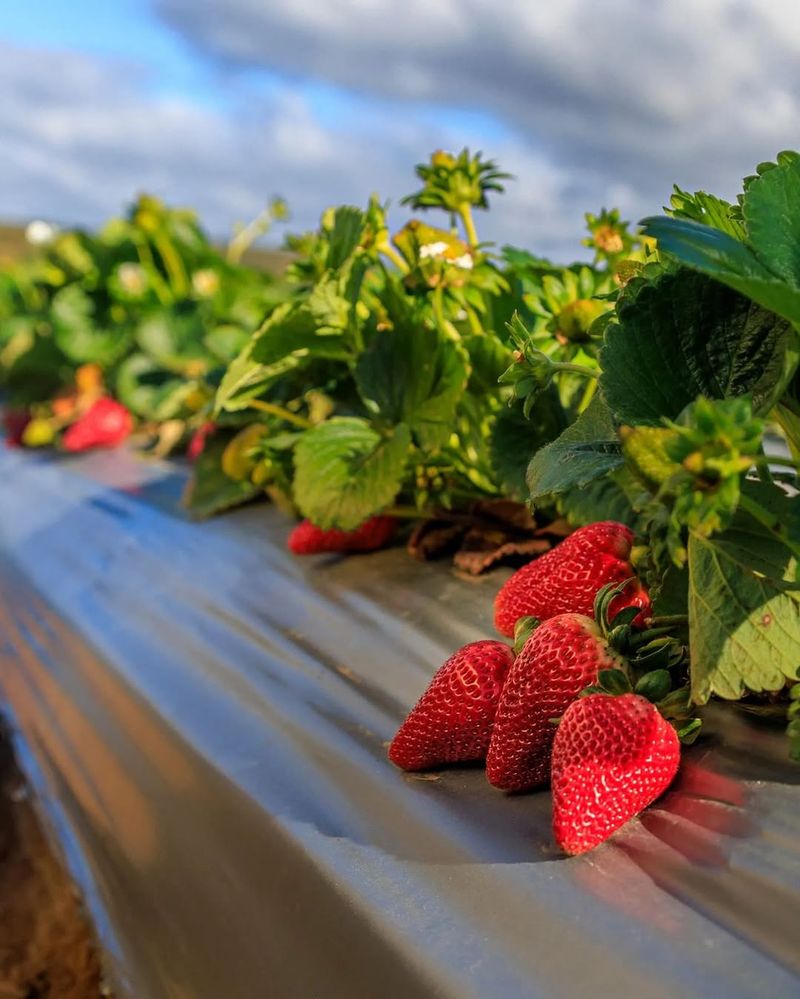 Strawberries Grow Well Near Onions In Raised Beds
