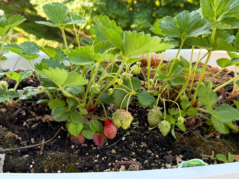 Strawberries Make A Pretty Groundcover