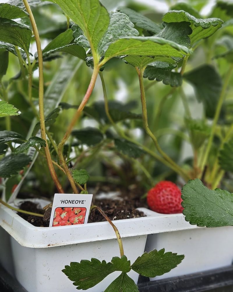 Strawberries Strawberries