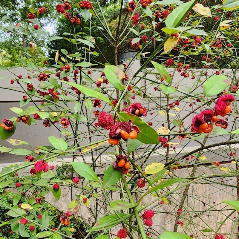 Strawberry Bush Stands Out Once Seed Pods Appear