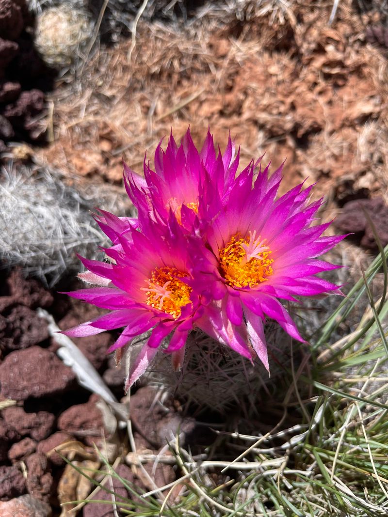 Strawberry Hedgehog Cactus Brings Bright Pink Blooms To Dry Gardens