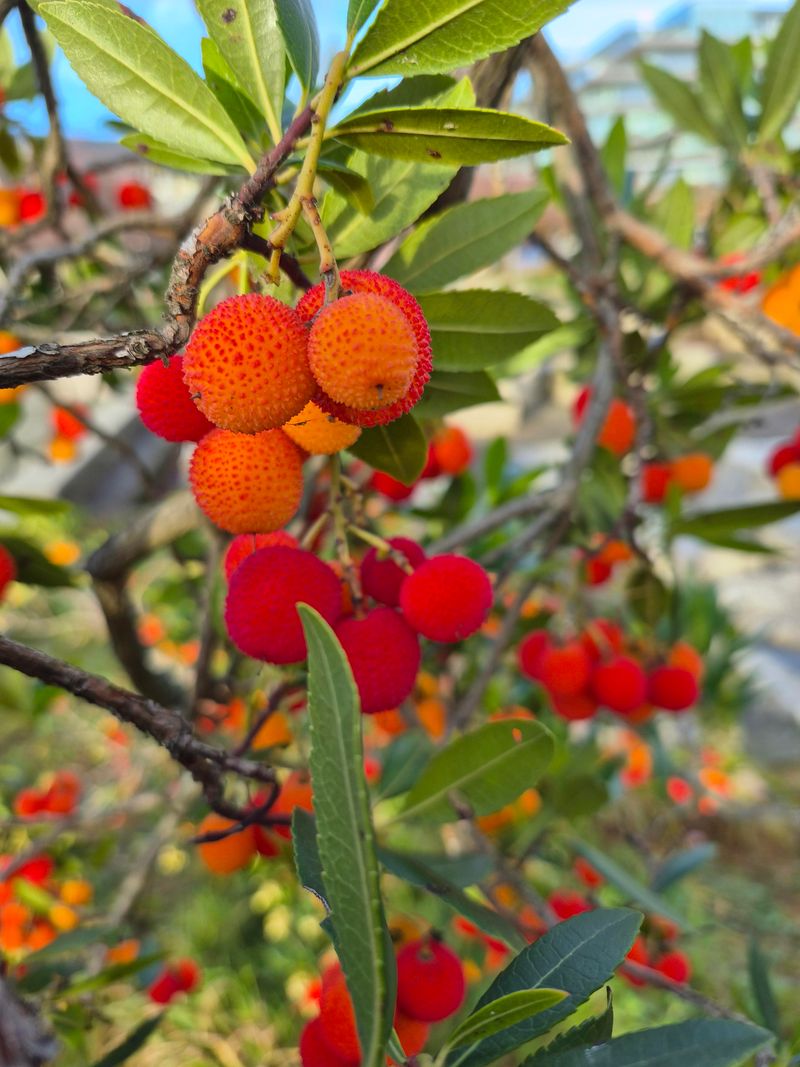 Strawberry Tree / Arbutus Strawberry Tree / Arbutus