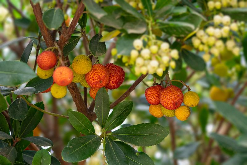 Strawberry Tree Arbutus