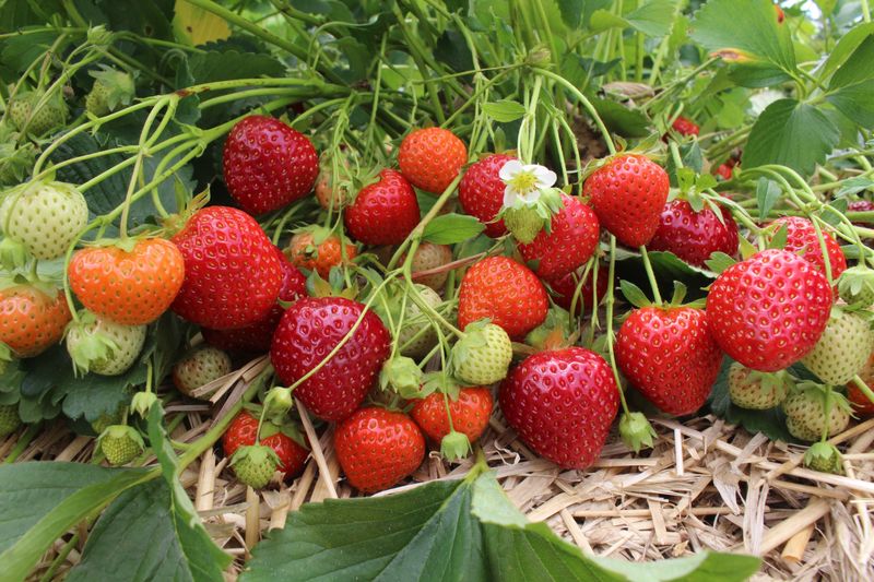 Strawberry