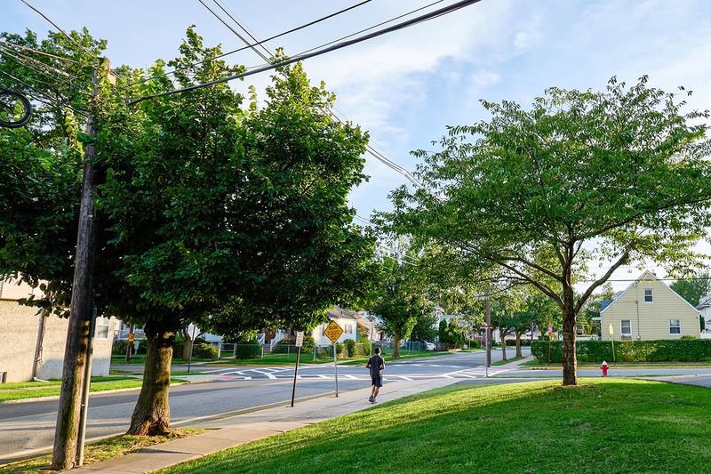 Street Trees In The Public Right-Of-Way