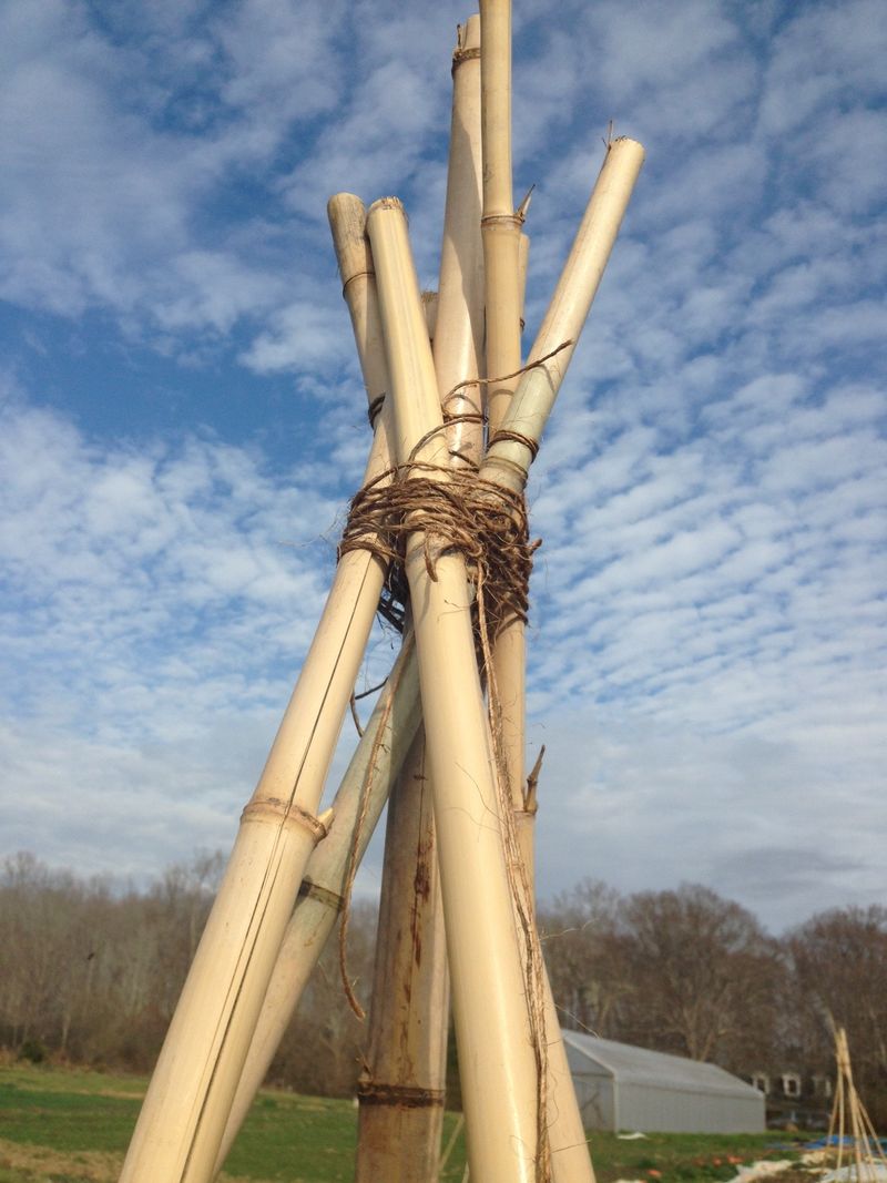 Bamboo Teepee Trellis Adds Charm For Beans