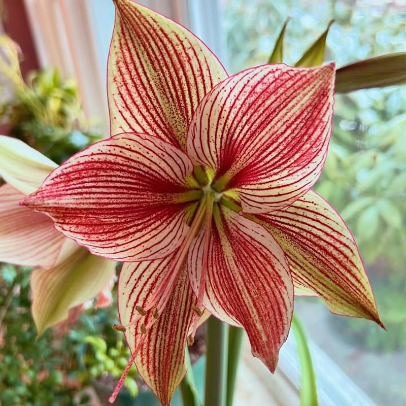Striped Amaryllis (Hippeastrum Striped Hybrids)
