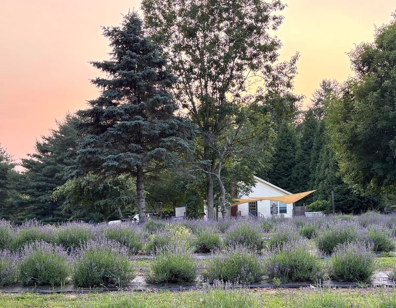 Stroll Through Onederings Lavender Farm Stroll Through Onederings Lavender Farm