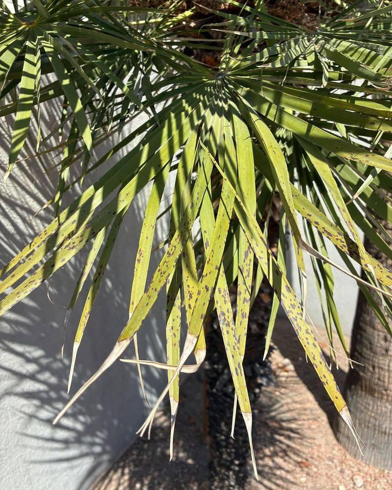 Strong Desert Winds Can Damage Tender Frond Edges Strong Desert Winds Can Damage Tender Frond Edges